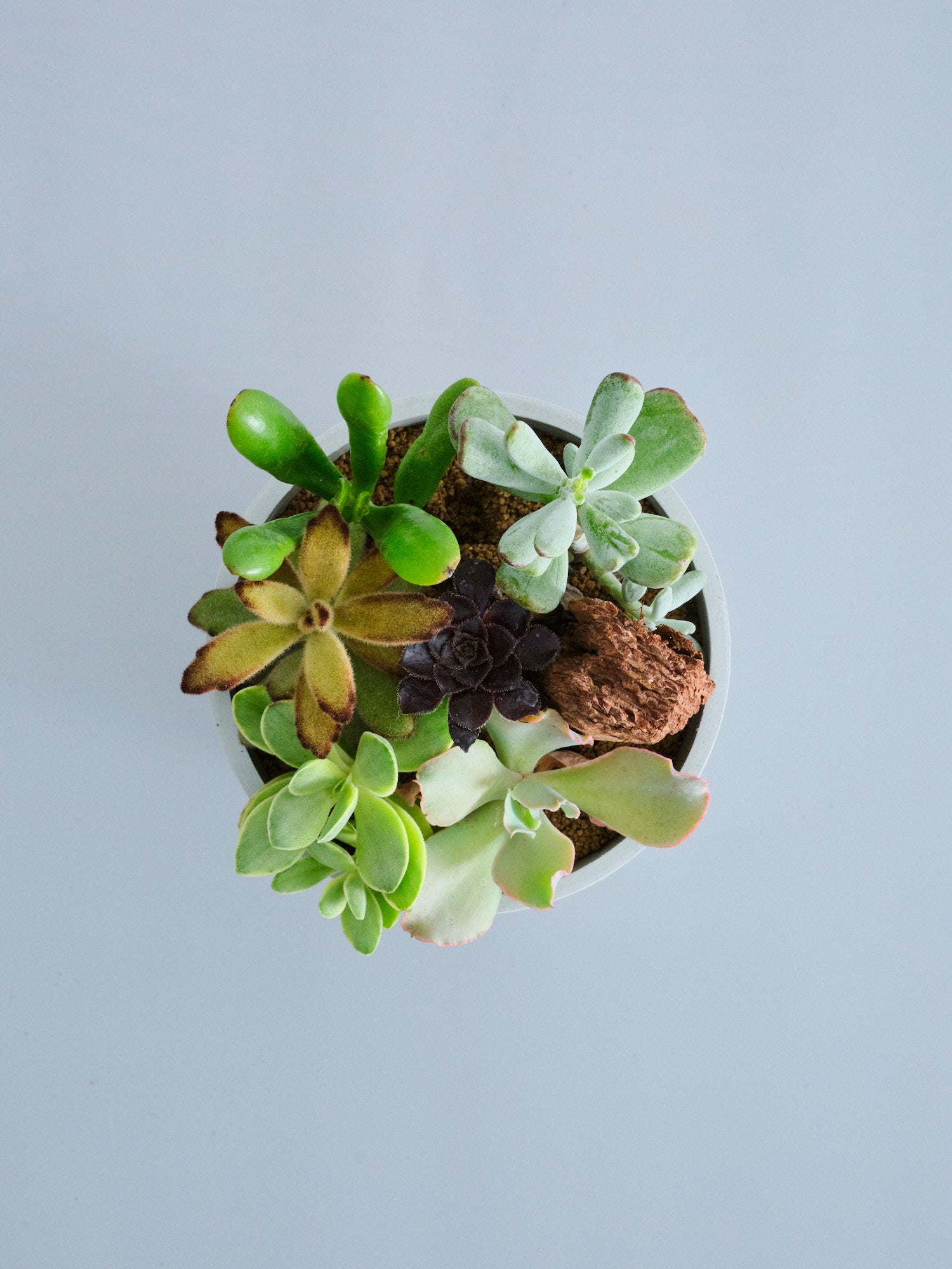 多肉植物の寄せ植え Table-M | 観葉植物の通販 AND PLANTS (アンド