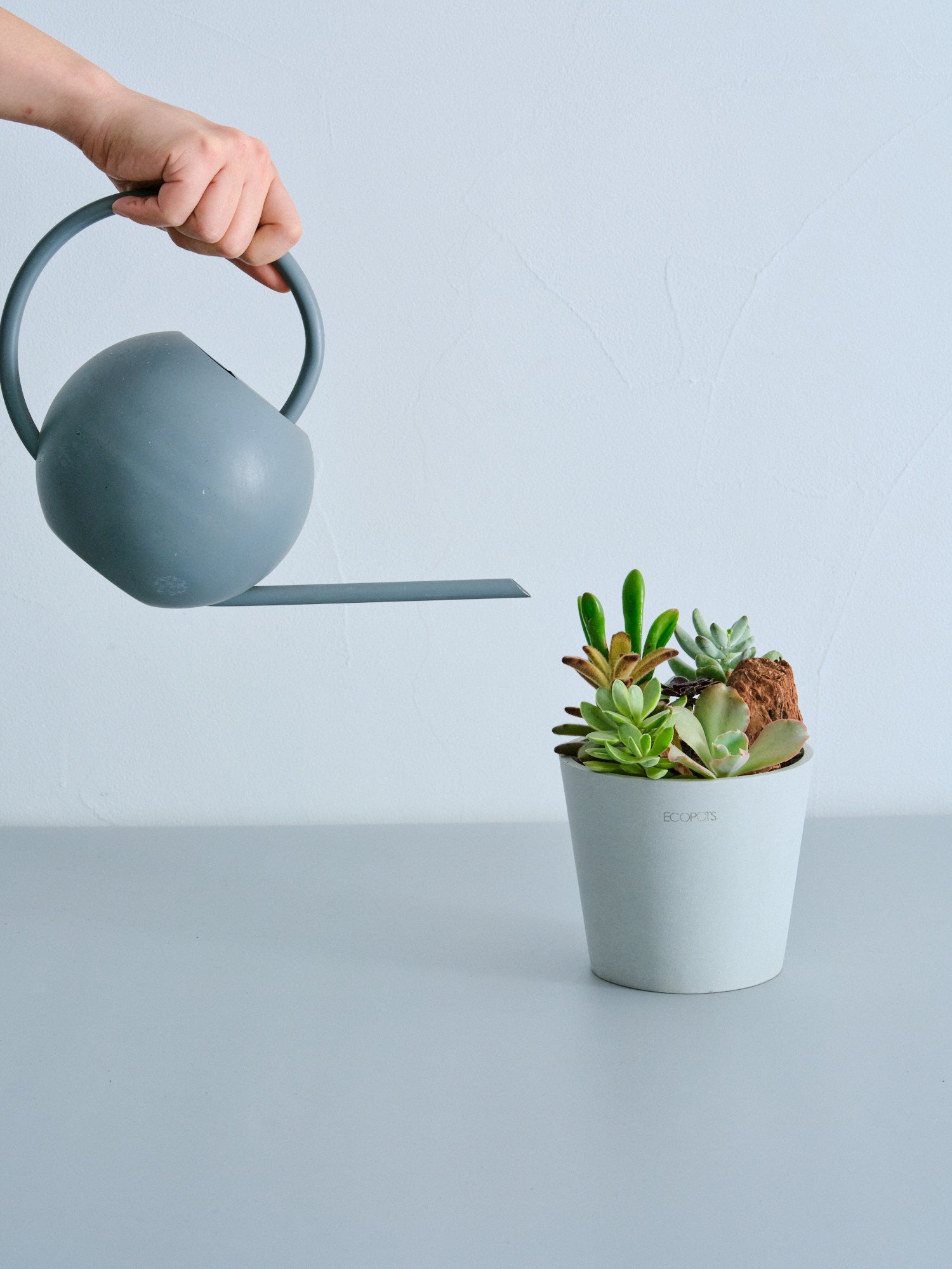 多肉植物の寄せ植え Table-M | 観葉植物の通販 AND PLANTS (アンド