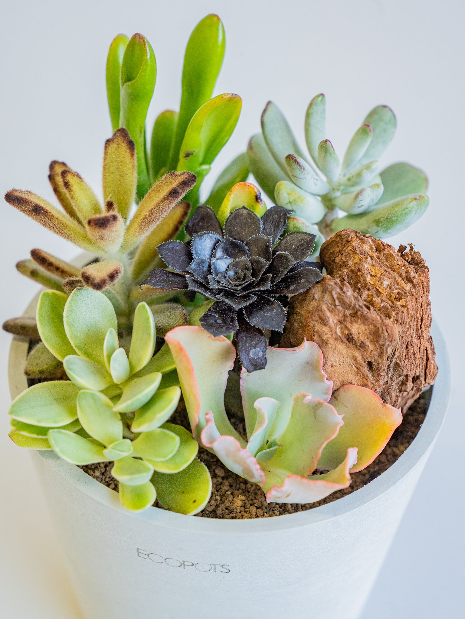 多肉植物 寄せ植え いろいろ Floro (@ishiguroikue) • Instagram photos and videos