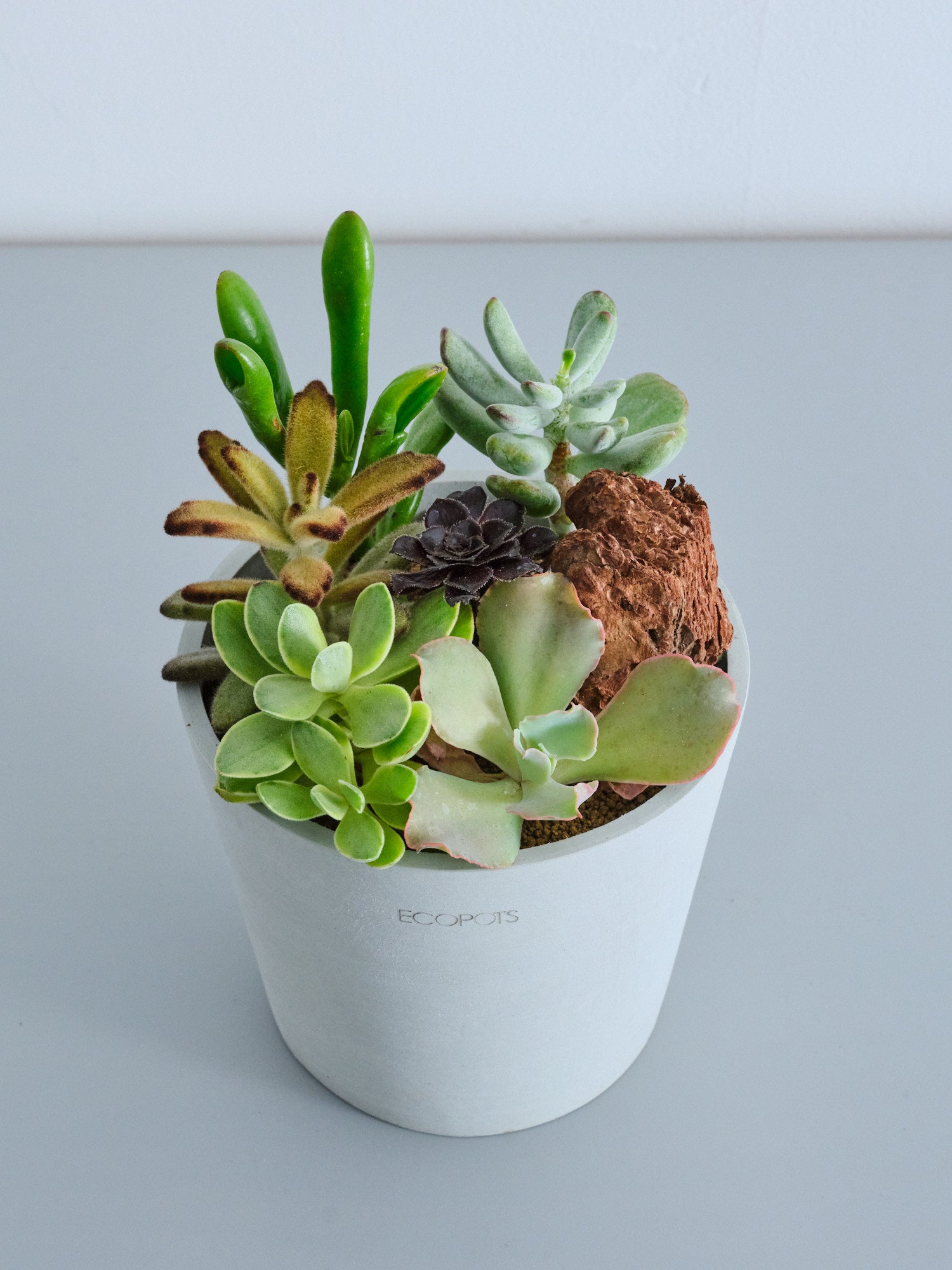 多肉植物の寄せ植え Table-M | 観葉植物の通販 AND PLANTS (アンド