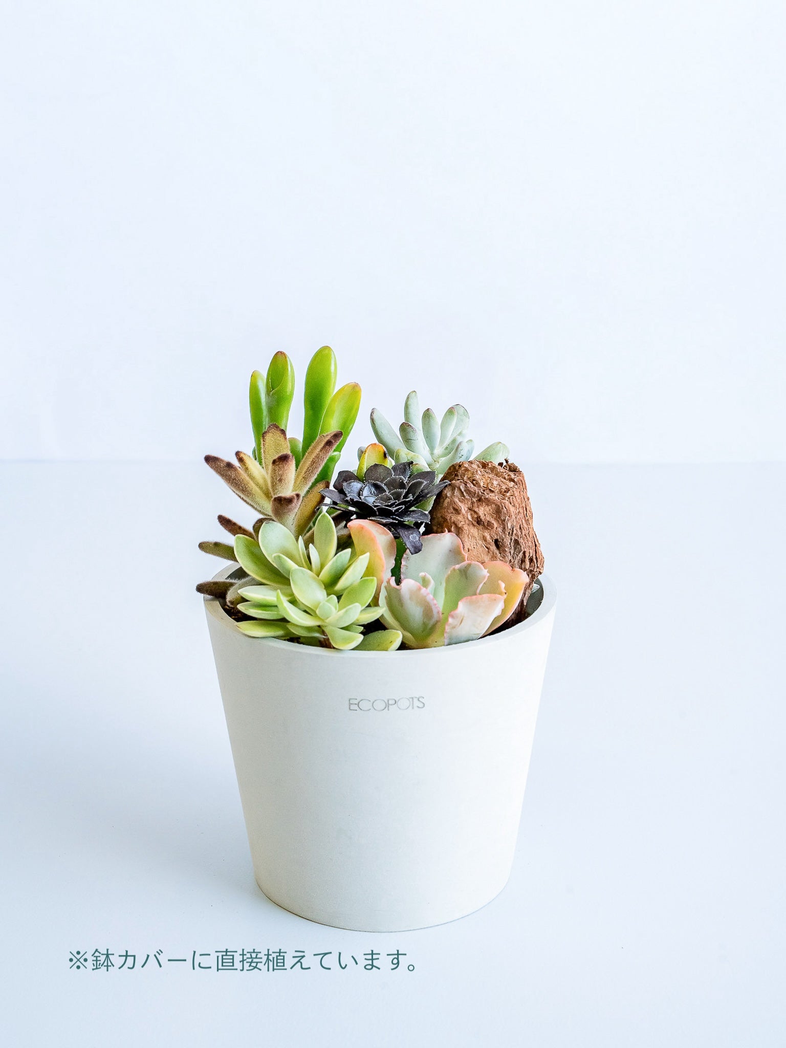 多肉植物の寄せ植え Table-M | 観葉植物の通販 AND PLANTS (アンド