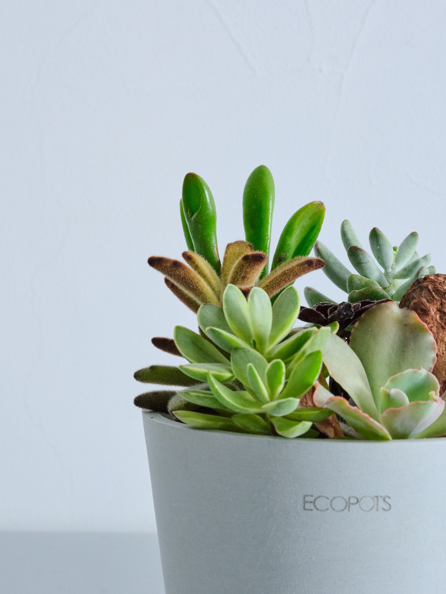 多肉植物の寄せ植え Table-M | 観葉植物の通販 AND PLANTS (アンド