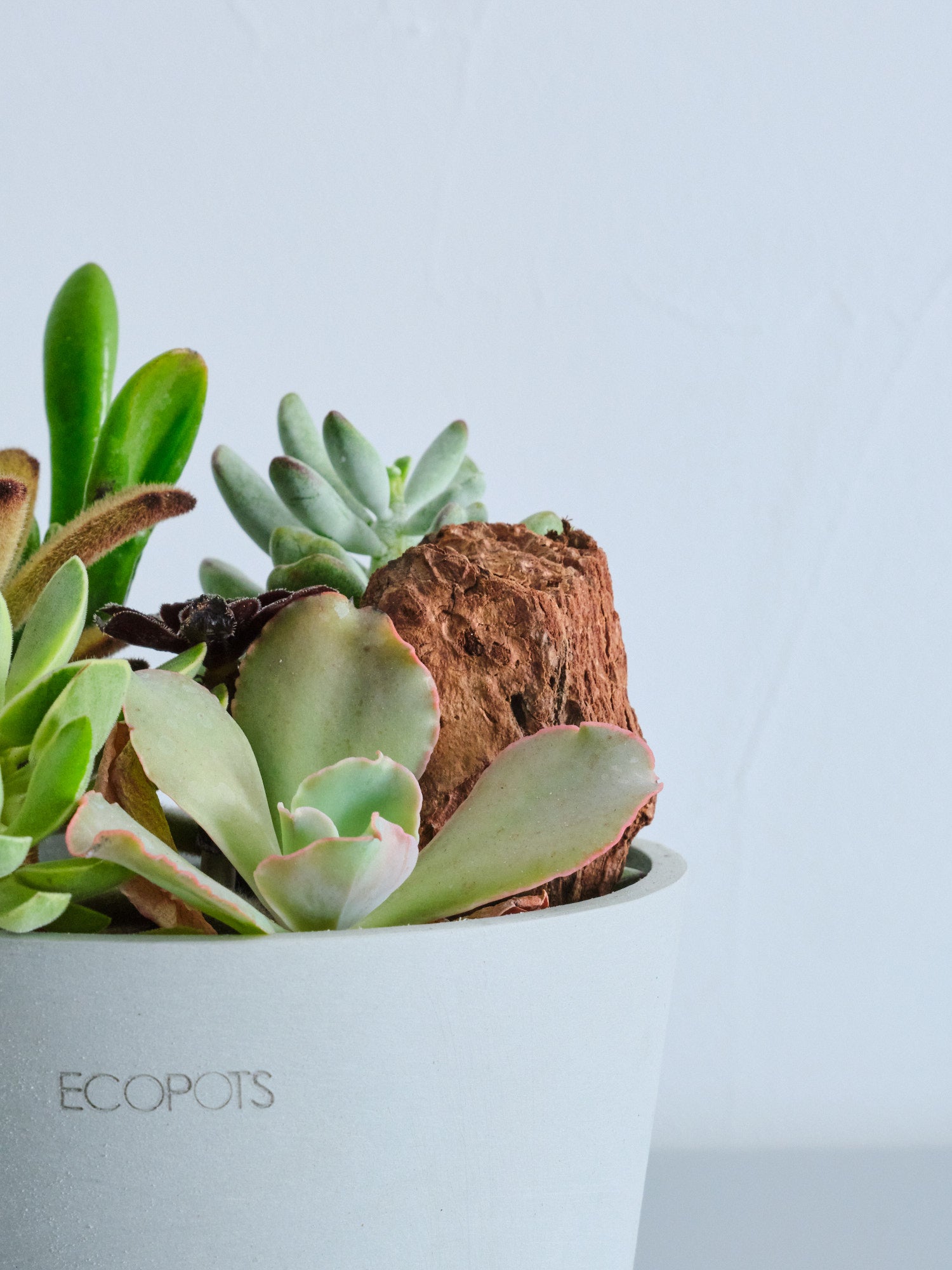 多肉植物の寄せ植え Table-M | 観葉植物の通販 AND PLANTS (アンド