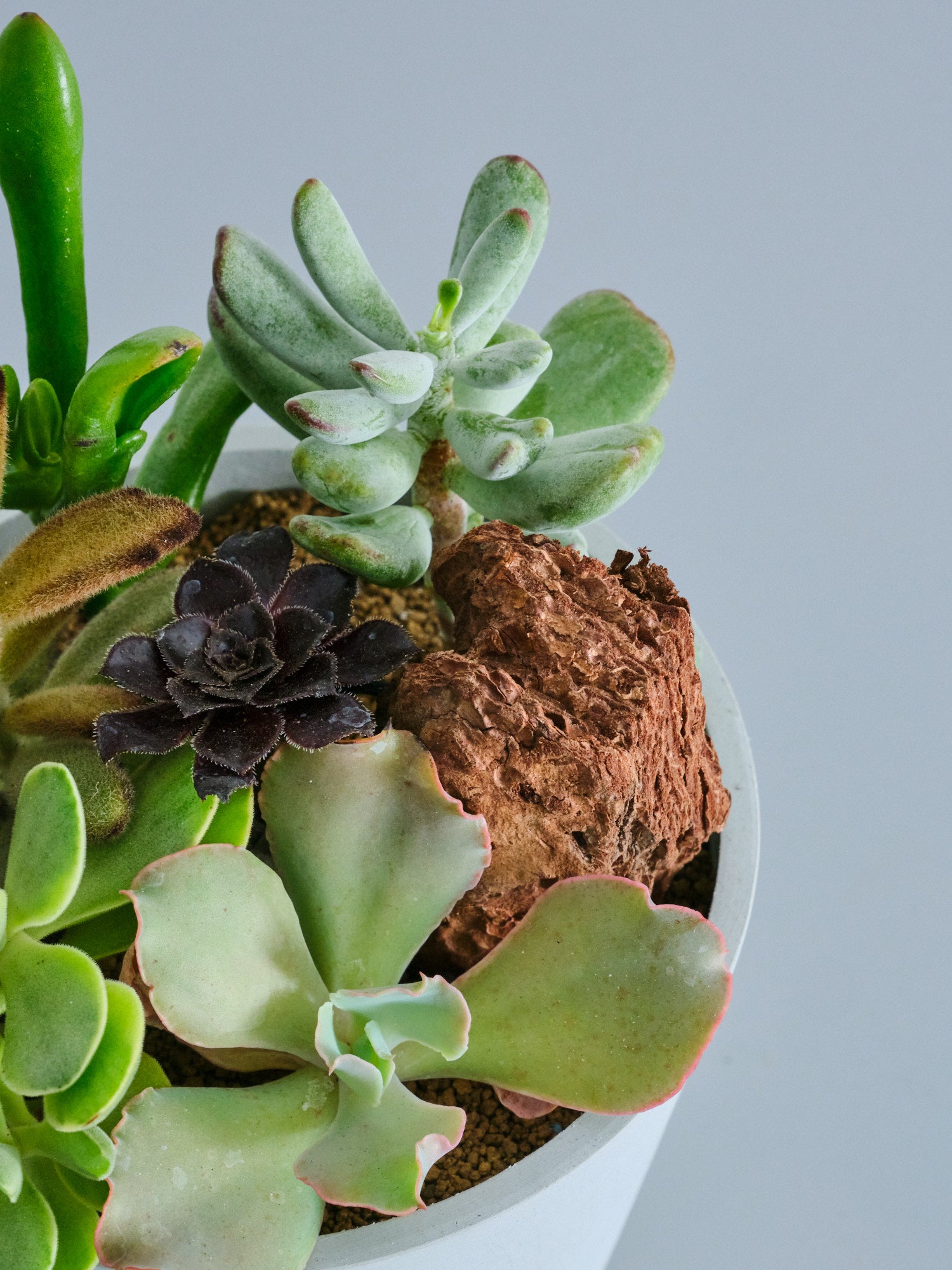 CHANEL様御専用★多肉植物　寄せ植え〜スター寄せ 現物 寄せ植えセット#054 るる農園 | るる農園~多肉植物専門