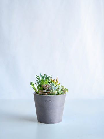 多肉植物の寄せ植え Table-S