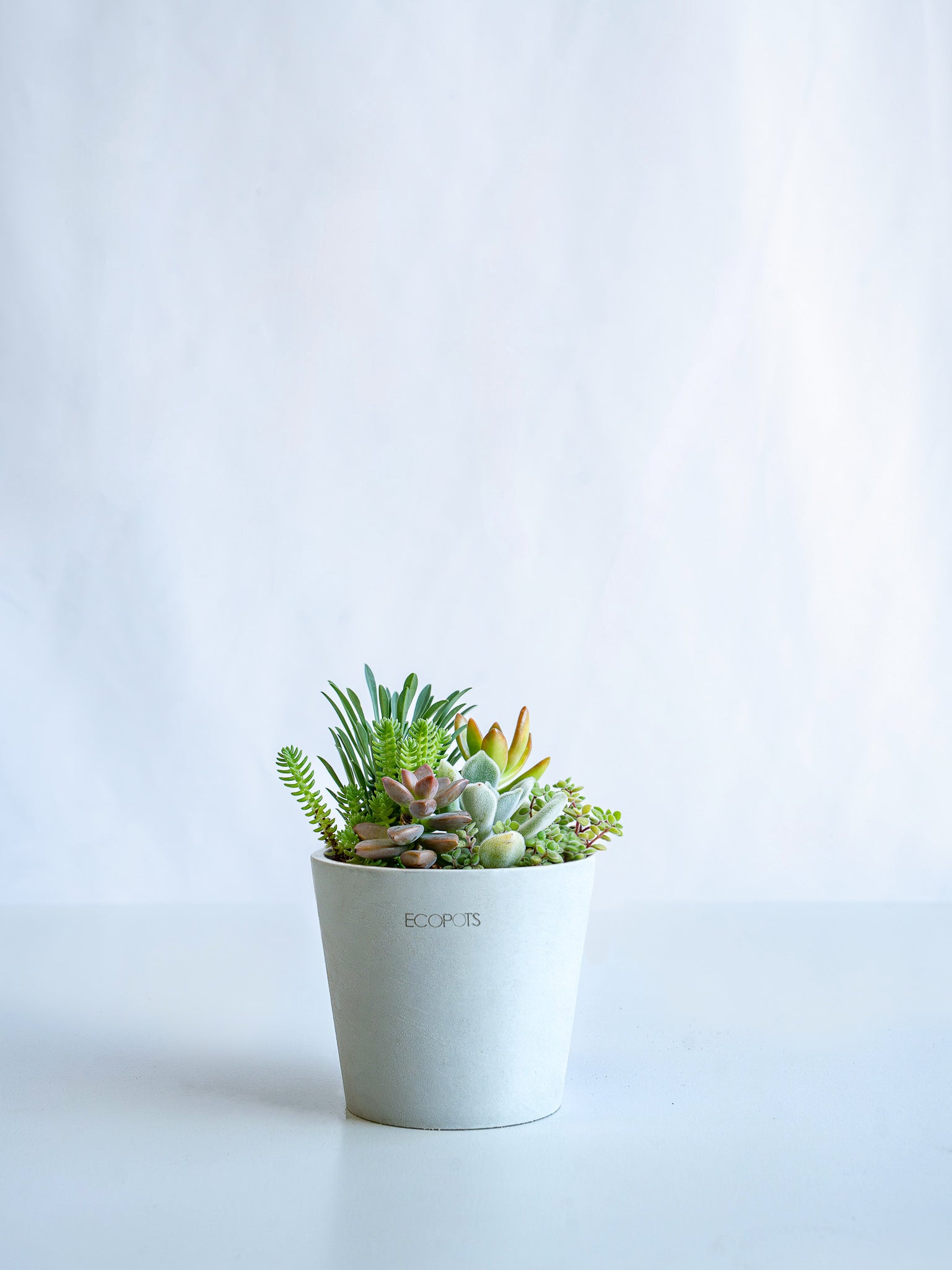 2019 多肉植物 寄せ植え 𖧷 多肉植物の寄せ植え🌱 𓇠 𓇠 𓇠 𓇠 𓇠 𓇠 𓇠 𓇠 𓇠 𓇠 𓇠 𓇠