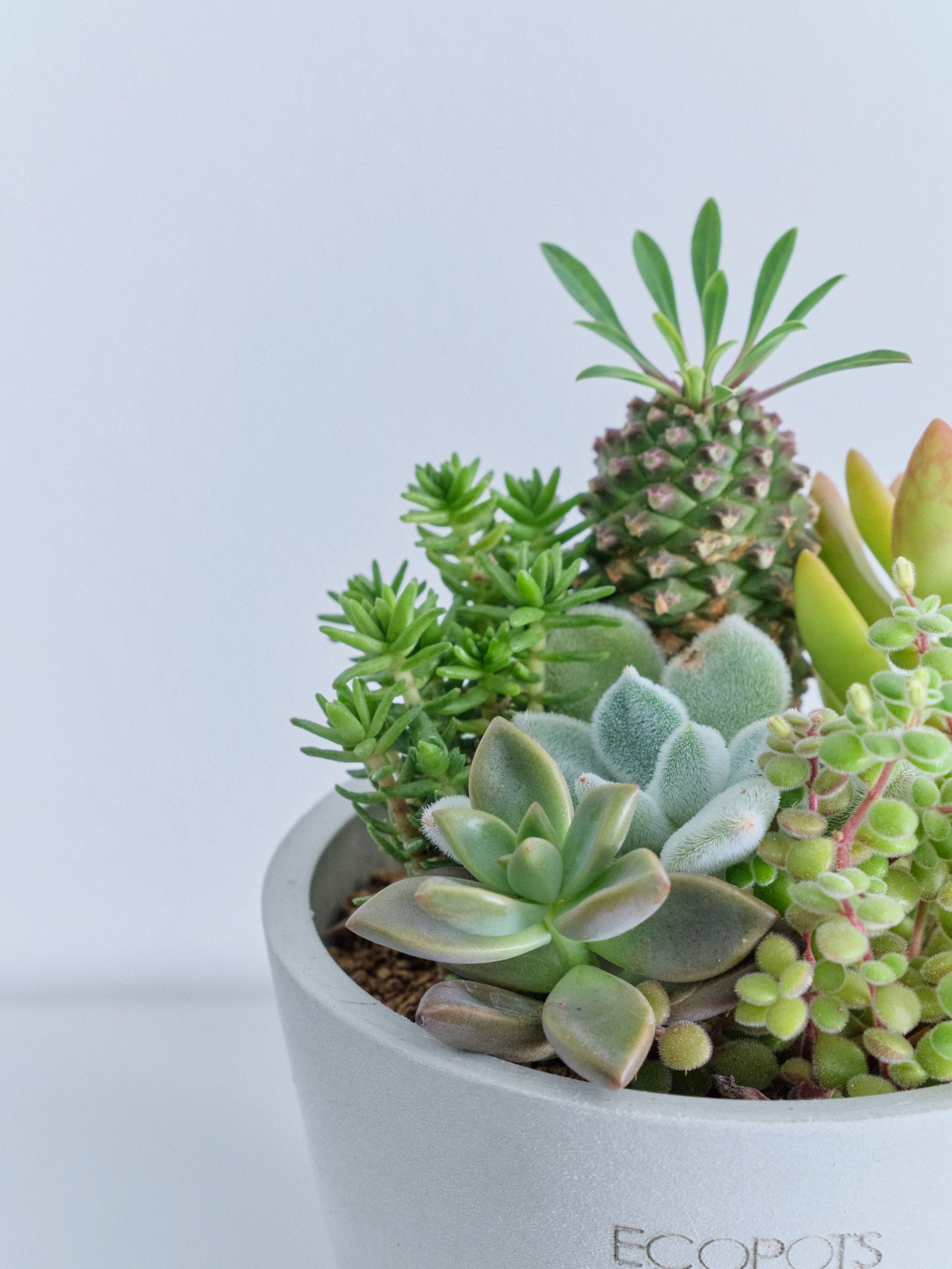 多肉植物の寄せ植え Table-S | 観葉植物の通販 AND PLANTS (アンド