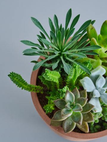 多肉植物の寄せ植え Table-S