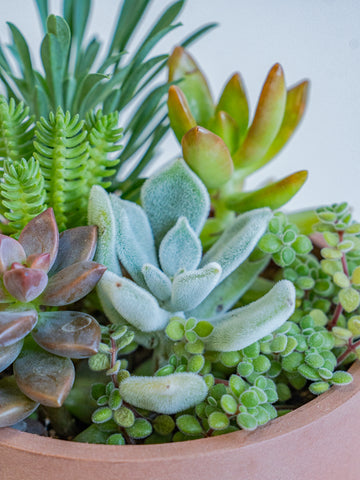 多肉植物の寄せ植え Table-S