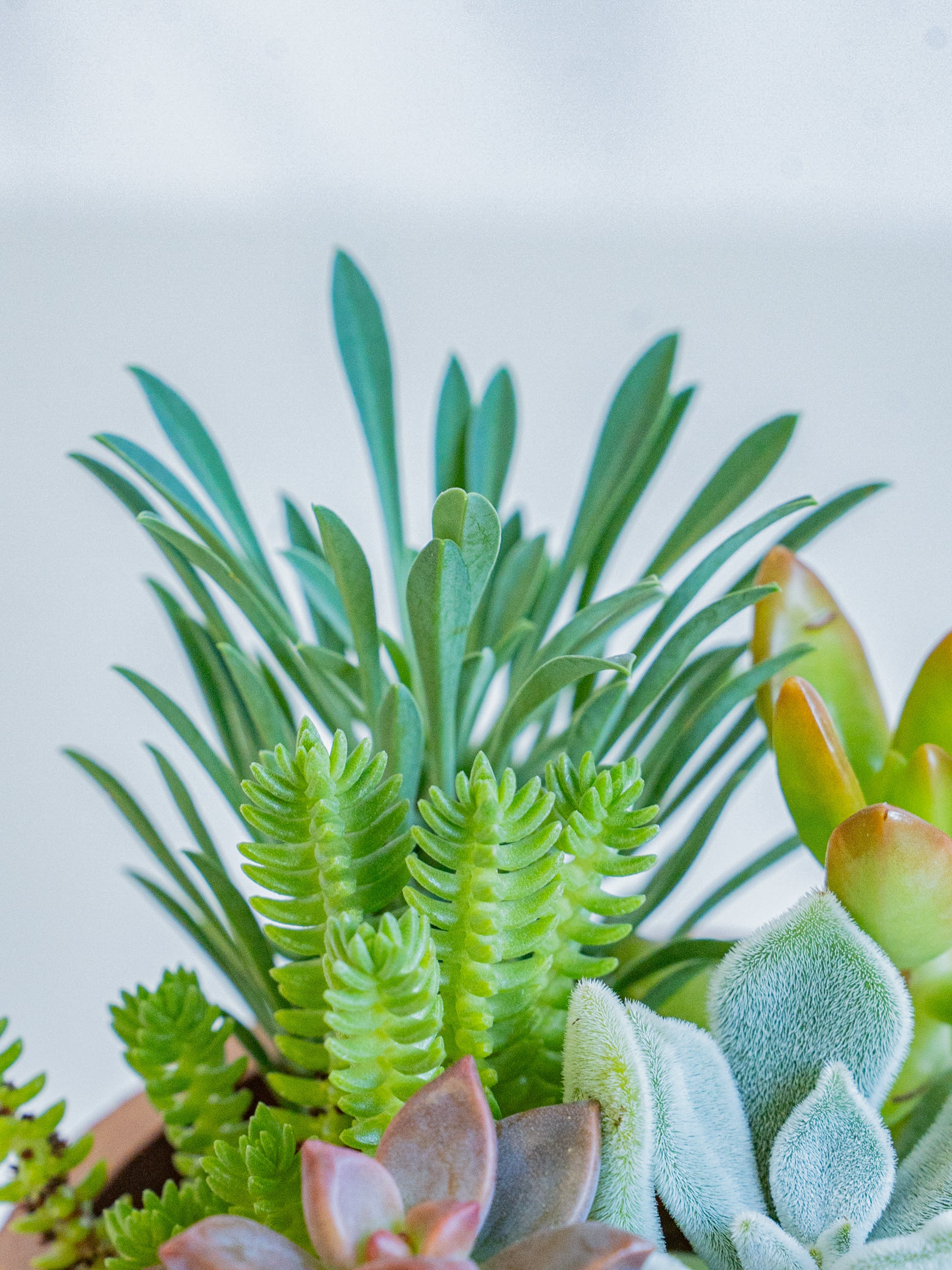 多肉植物寄せ植⚠確認用⚠ 少し賑々しく② #クリスマス#christmas #多肉寄せ植え#セダム