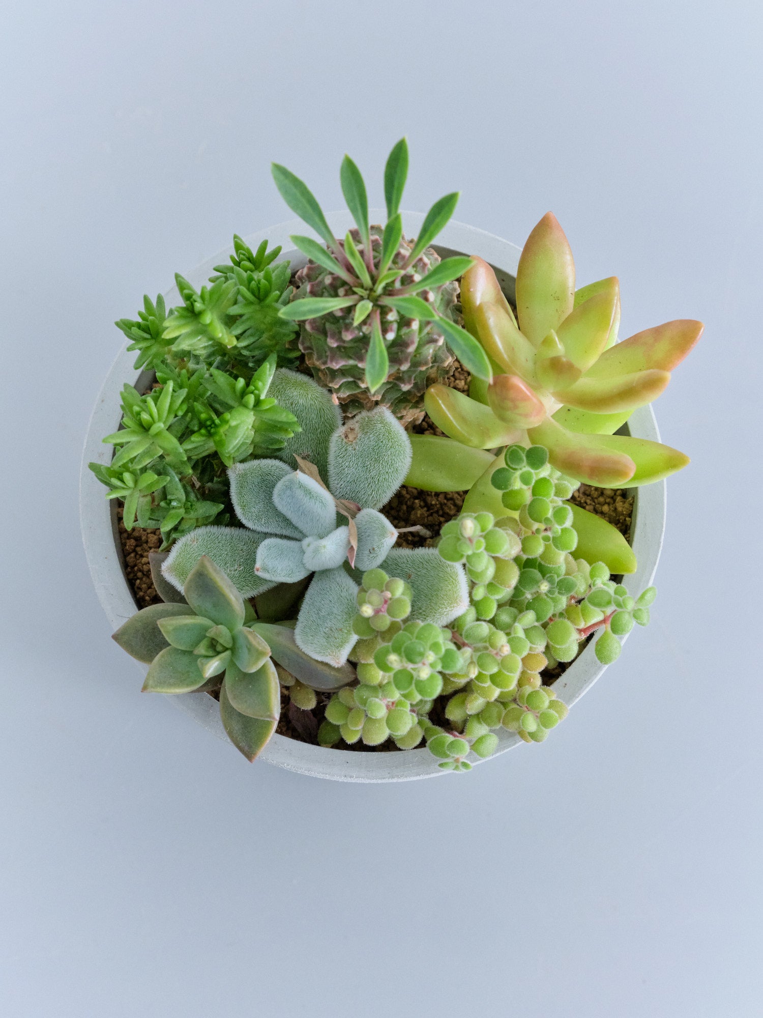 多肉植物の寄せ植え Table-S | 観葉植物の通販 AND PLANTS (アンド