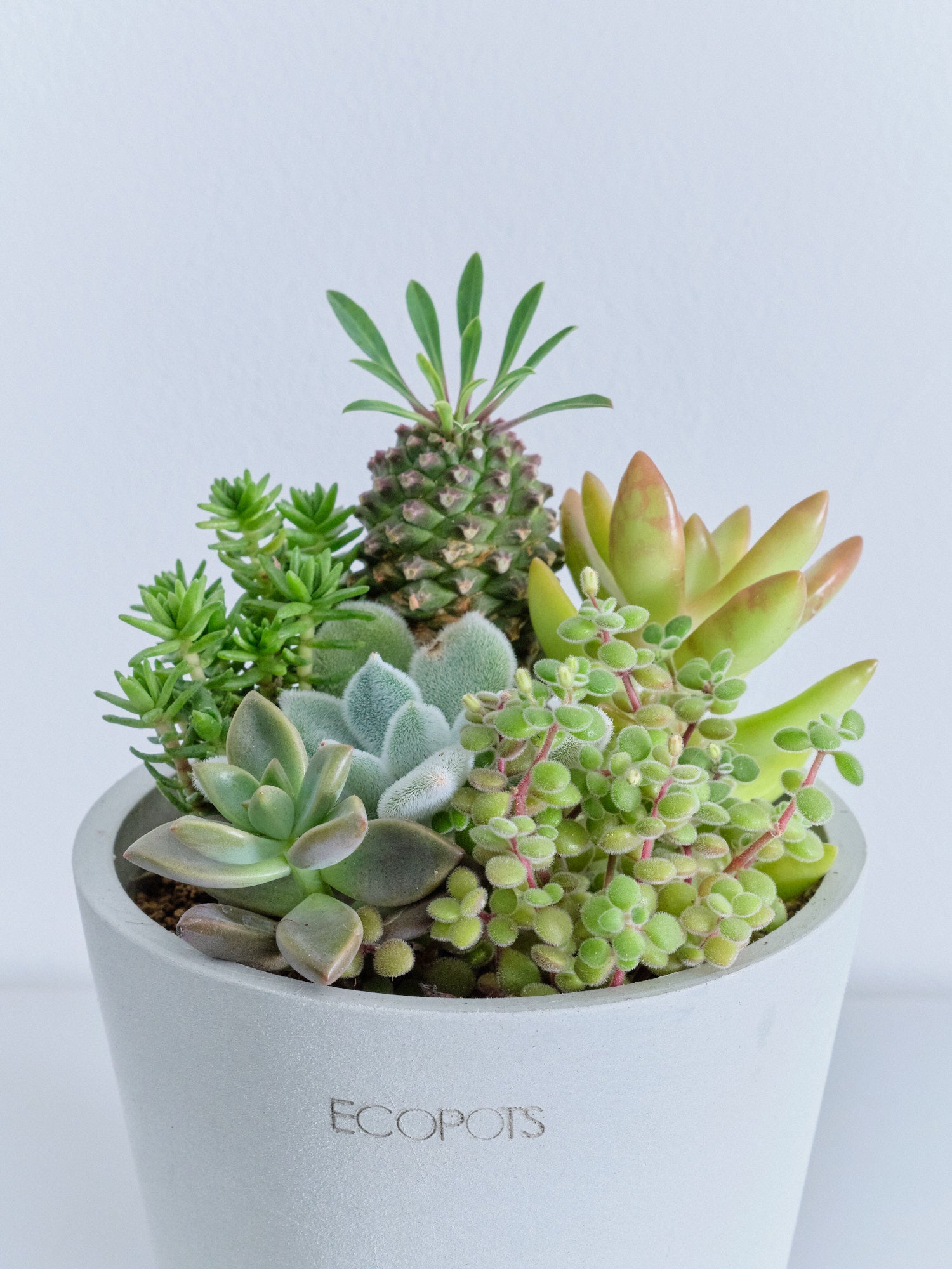 多肉植物の寄せ植え Table-S | 観葉植物の通販 AND PLANTS (アンド