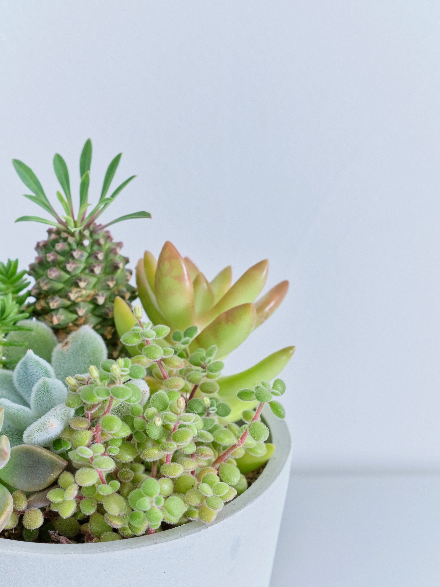 多肉植物の寄せ植え Table-S | 観葉植物の通販 AND PLANTS (アンド
