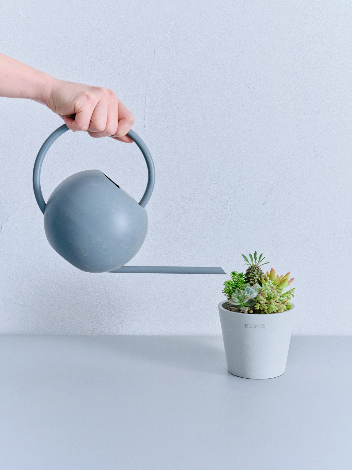 多肉植物の寄せ植え Table-S | 観葉植物の通販 AND PLANTS (アンド