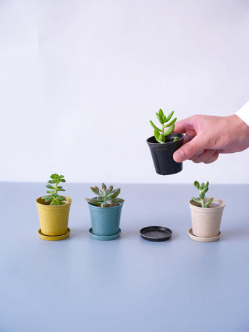 多肉植物 植え替えギフトセット