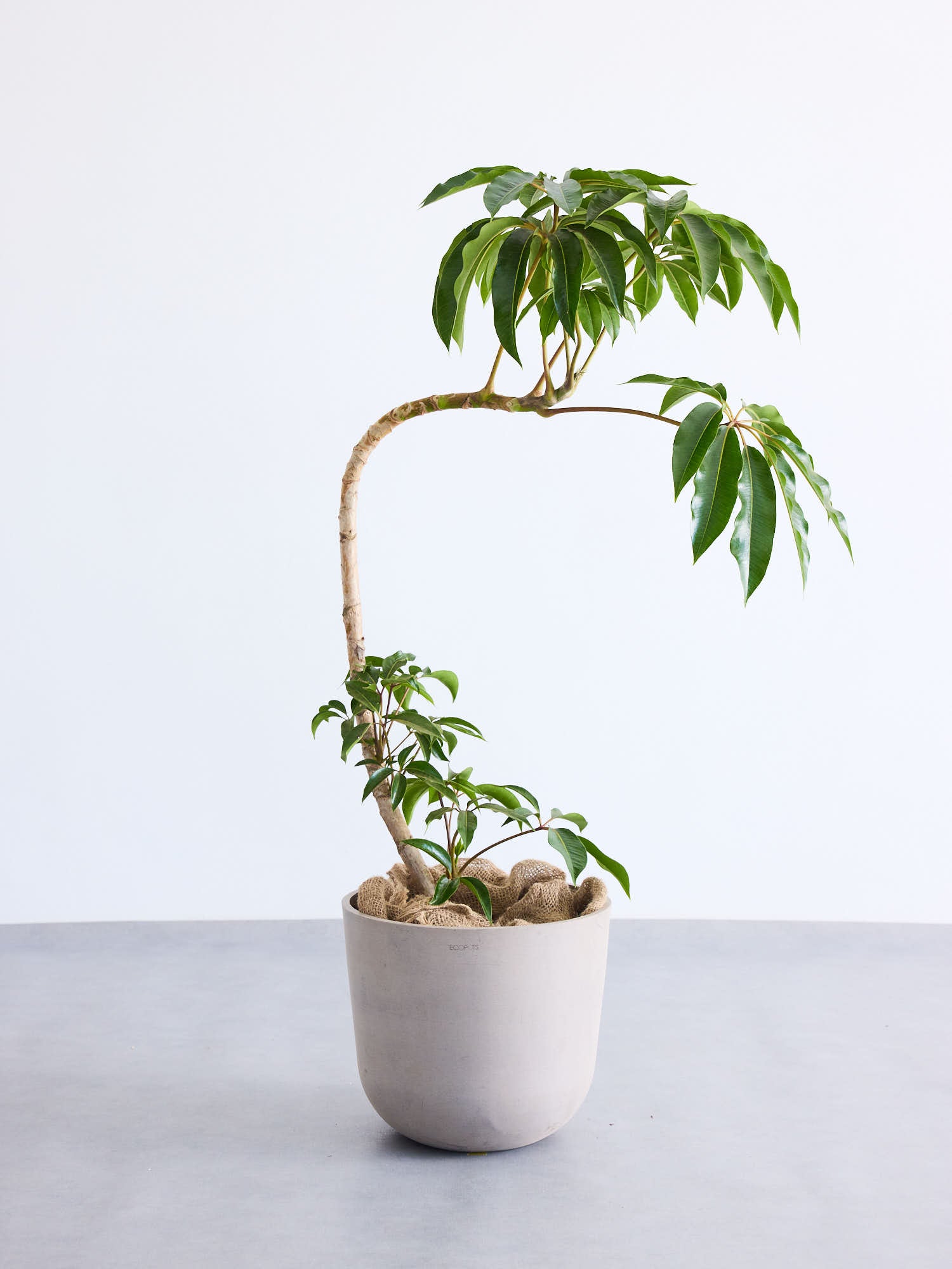 ツピダンサス カーブ L【首都圏限定】 | 観葉植物の通販 AND PLANTS