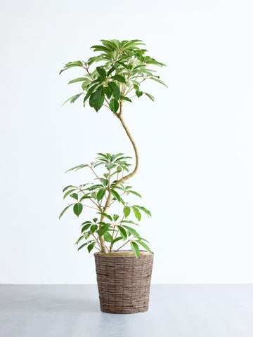 ツピダンサス まがり XL 【首都圏限定】(バナナリーフバスケット ブラウン)