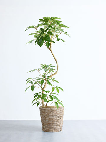 ツピダンサス まがり XL 【首都圏限定】(バナナリーフバスケット ナチュラル)