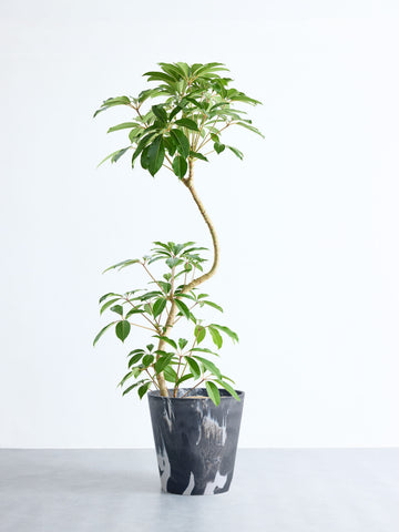 ツピダンサス まがり XL 【首都圏限定】(樹脂ポット ブラックマーブル)