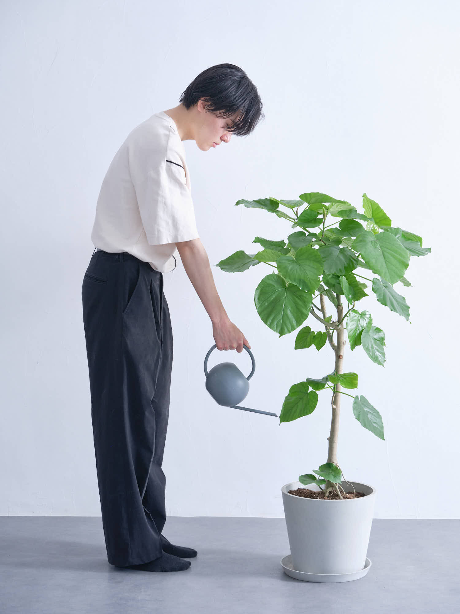 フィカス・ウンベラータ L #2 | 観葉植物の通販 AND PLANTS (アンド