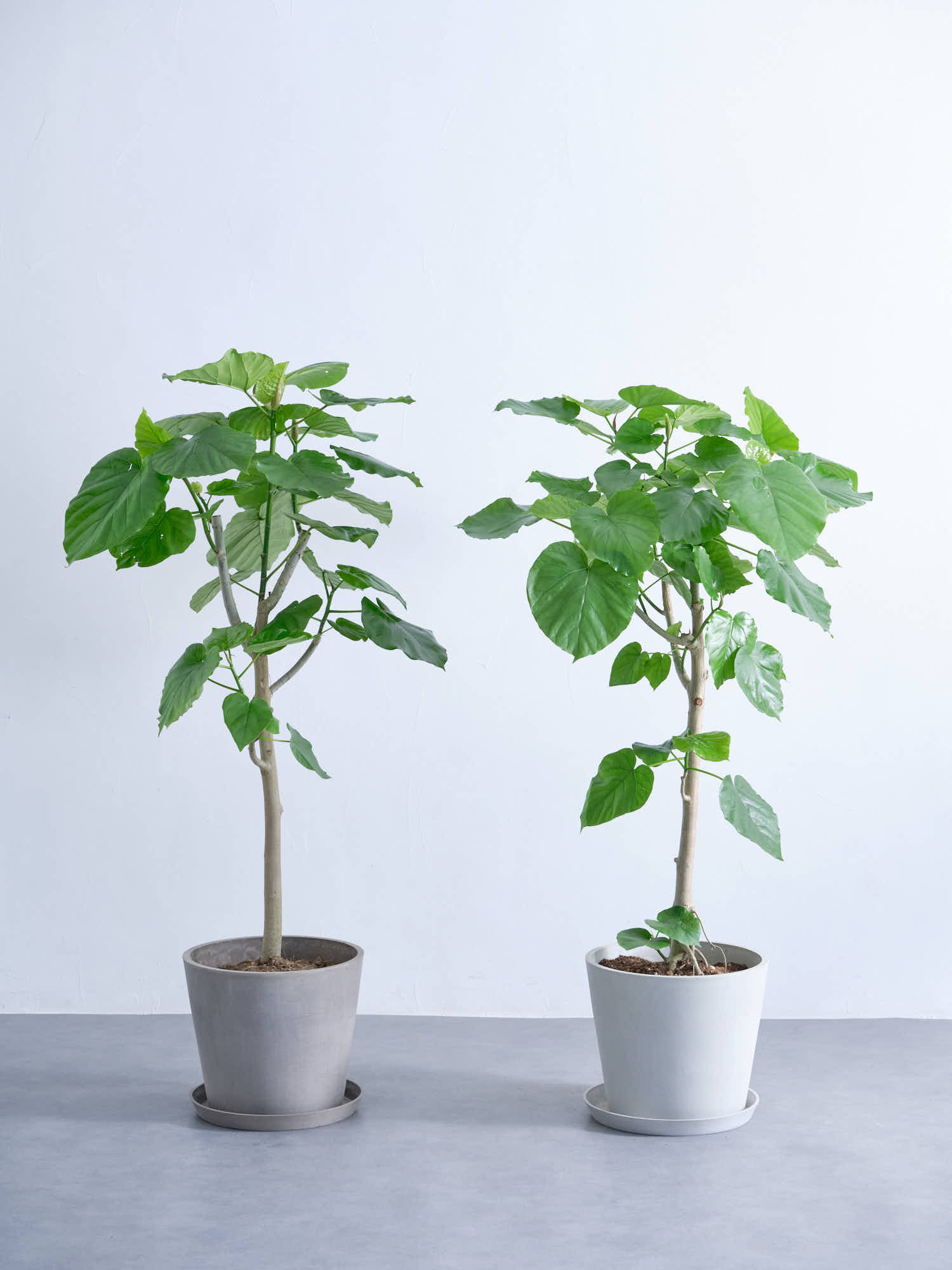 フィカス・ウンベラータ L #2 | 観葉植物の通販 AND PLANTS (アンド