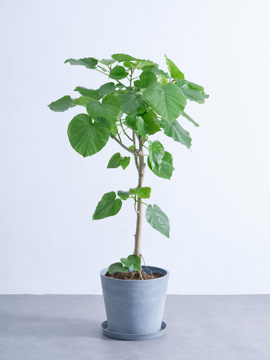 フィカス・ウンベラータ 10号 | 観葉植物の通販 AND PLANTS (アンド