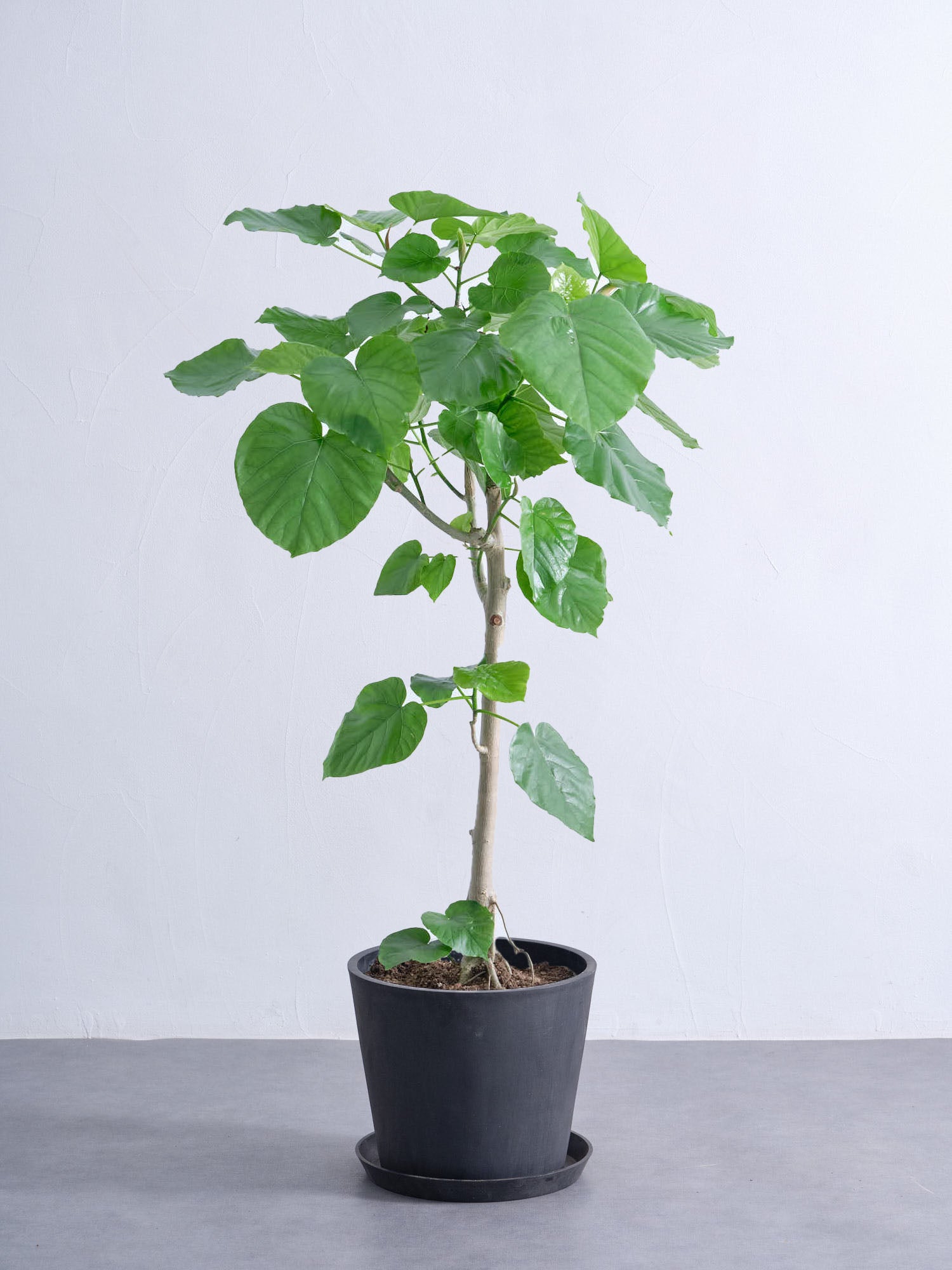 フィカス ウンベラータ 2 フィカス ウンベラータ | 観葉植物通販 HitoHana