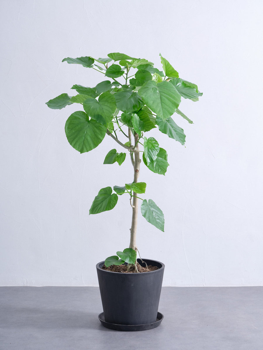 フィカス・ウンベラータ 10号 | 観葉植物の通販 AND PLANTS (アンド