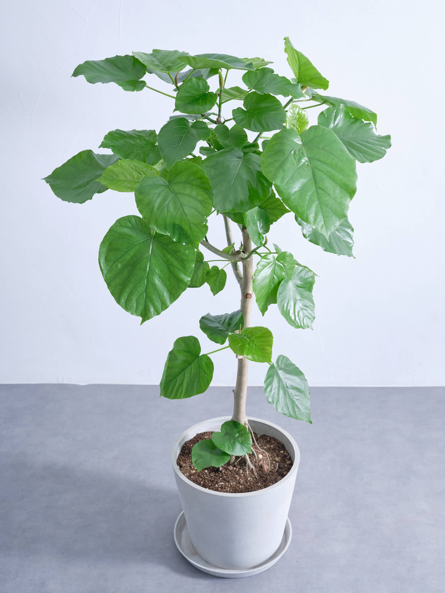 フィカス・ウンベラータ L #2 | 観葉植物の通販 AND PLANTS (アンド