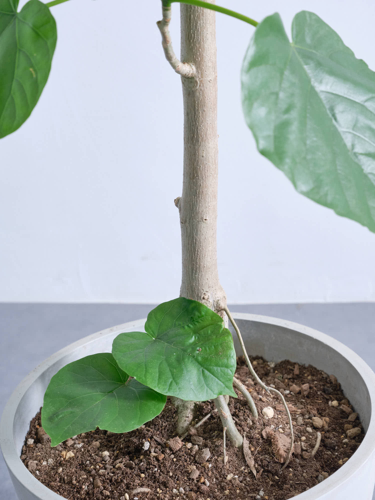 フィカス・ウンベラータ L #2 | 観葉植物の通販 AND PLANTS (アンド