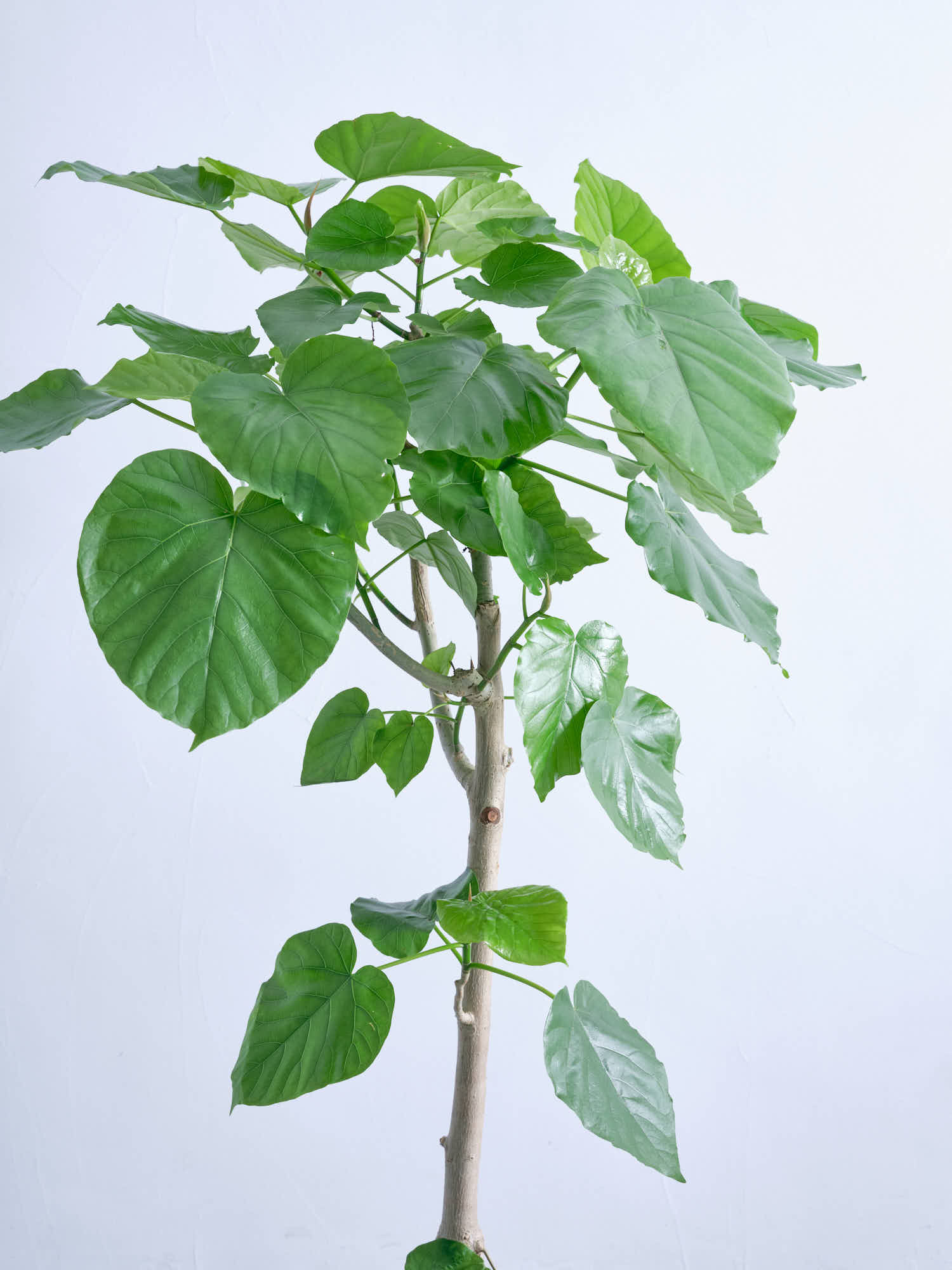 フィカス・ウンベラータ L #2 | 観葉植物の通販 AND PLANTS (アンド