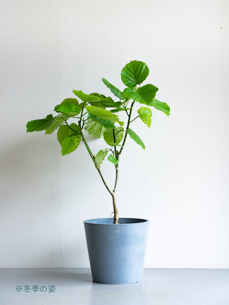 フィカス・ウンベラータ L | 観葉植物の通販 AND PLANTS (アンドプランツ)