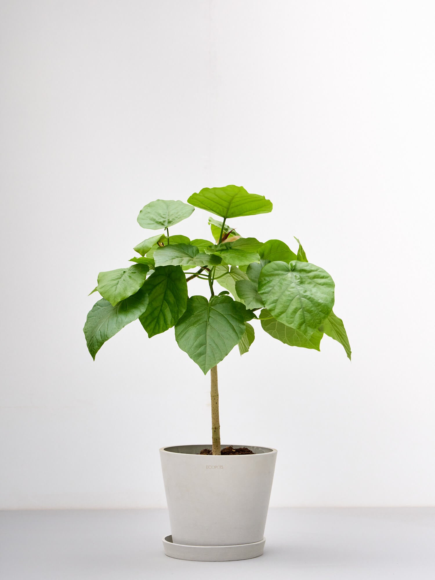 フィカス・ウンベラータ S | 観葉植物の通販 AND PLANTS (アンドプランツ)