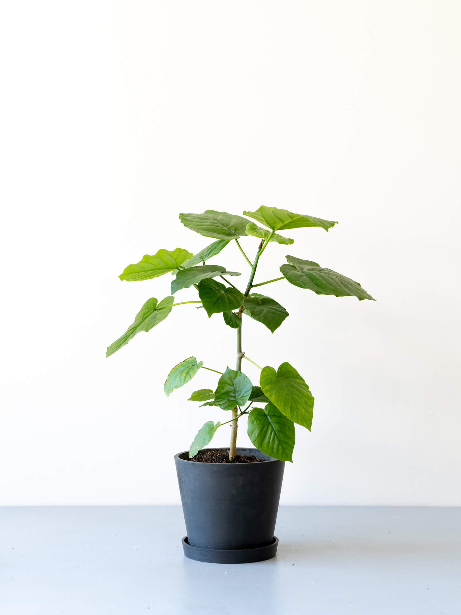 フィカス・ウンベラータ S | 観葉植物の通販 AND PLANTS (アンドプランツ)