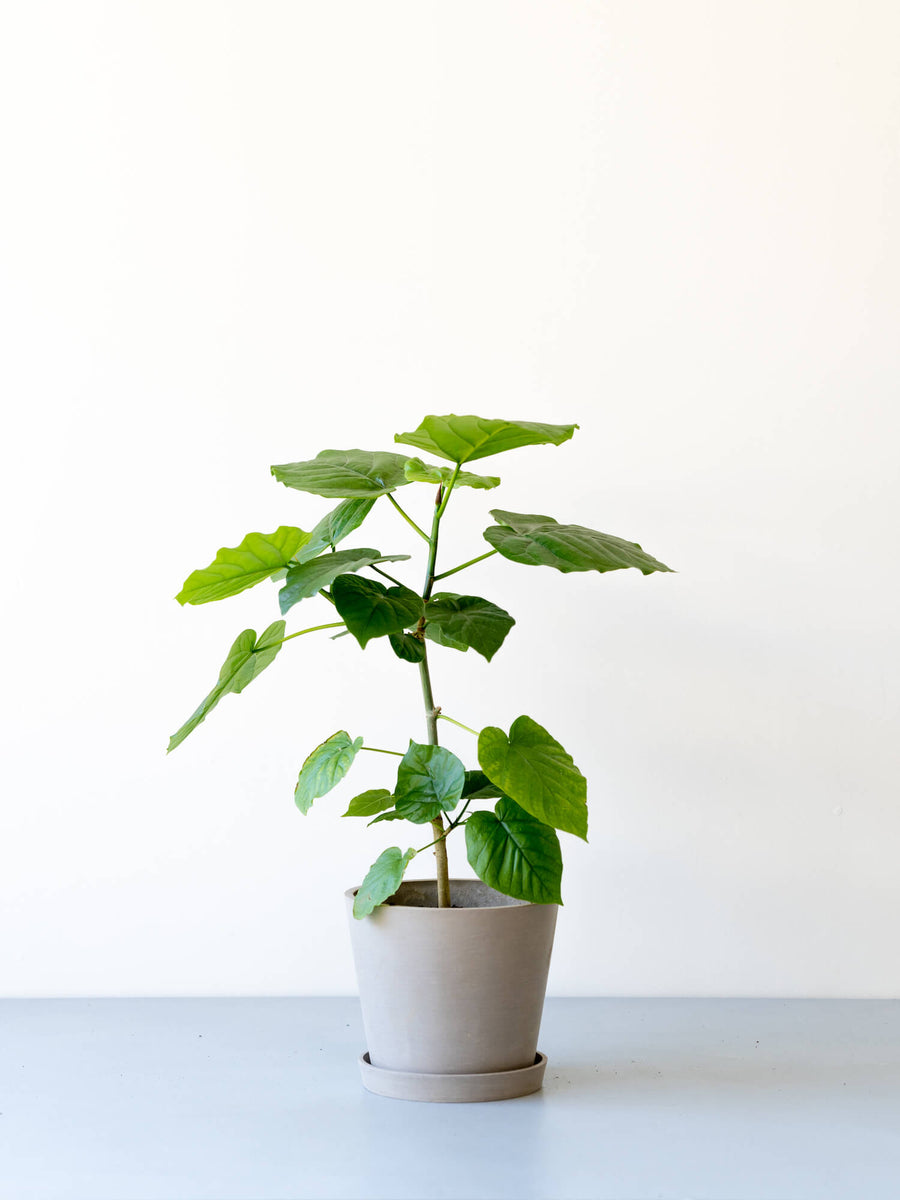 フィカス・ウンベラータ 6号 | 観葉植物の通販 AND PLANTS (アンド
