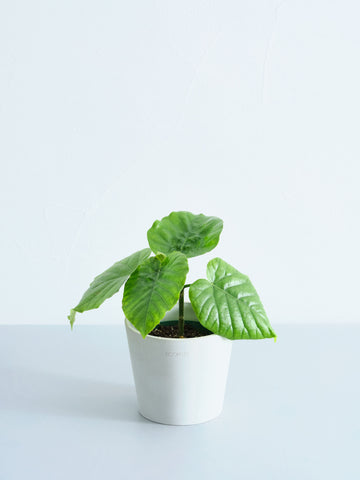 観葉植物｜フィカス（ゴムの木）｜フィカス ウンベラータ｜THE