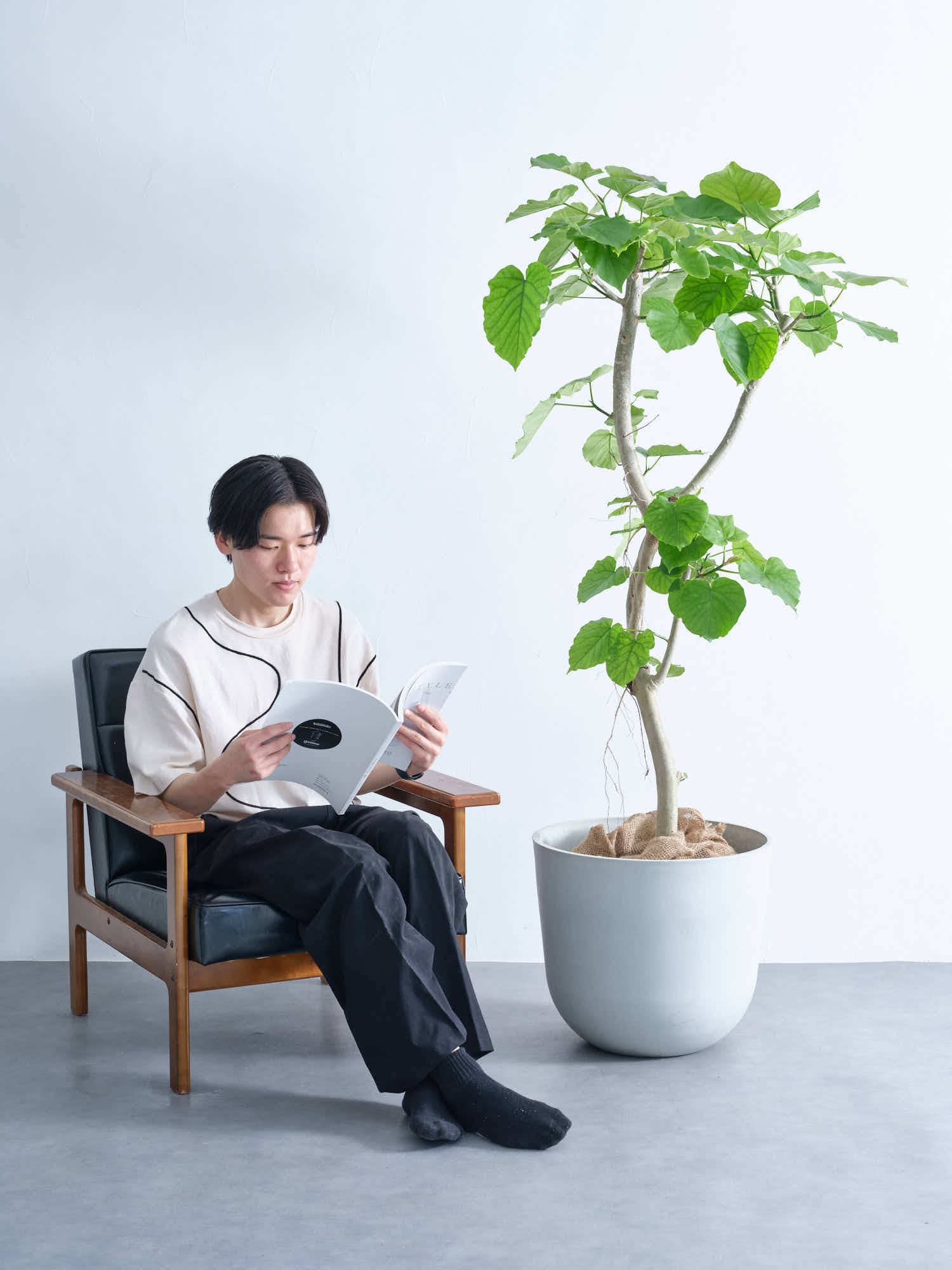 フィカス・ウンベラータ XL #2 | 観葉植物の通販 AND PLANTS (アンド