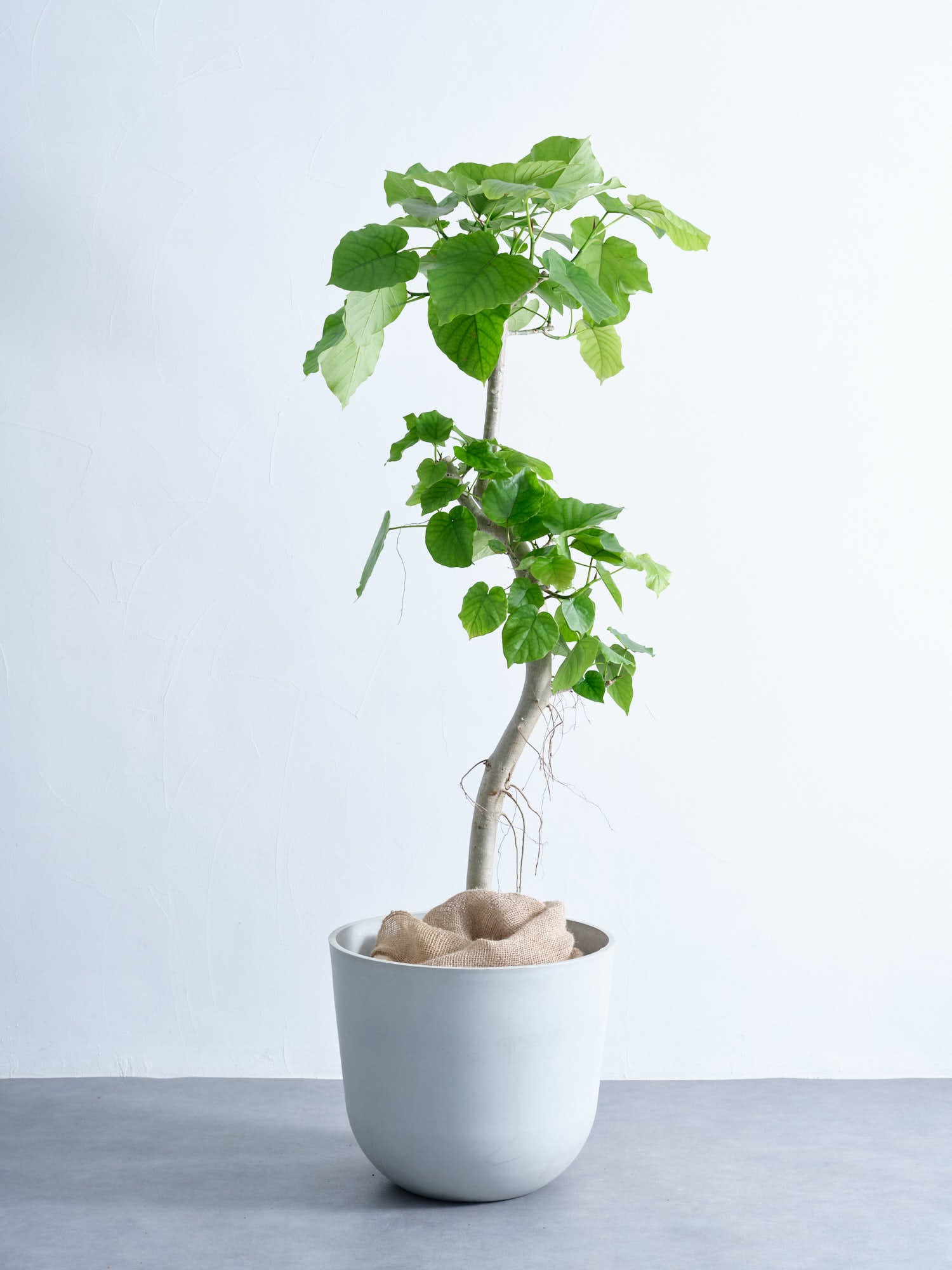 フィカス ウンベラータ　２株 フィカス・ウンベラータ XL #2 | 観葉植物の通販 AND PLANTS (アンド