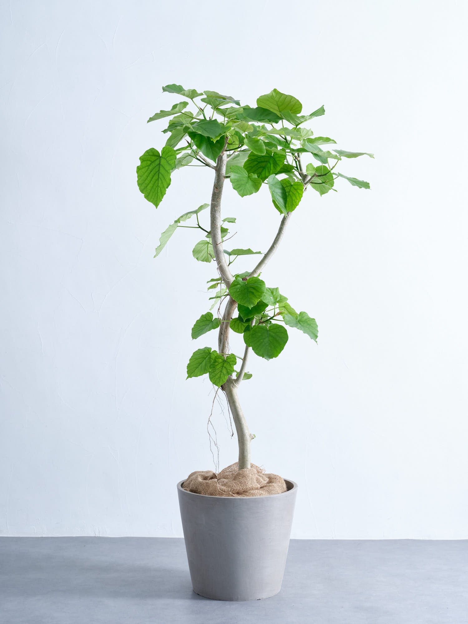 フィカス ウンベラータ 曲がり 2 フィカス・ウンベラータ XL #2 | 観葉植物の通販 AND PLANTS