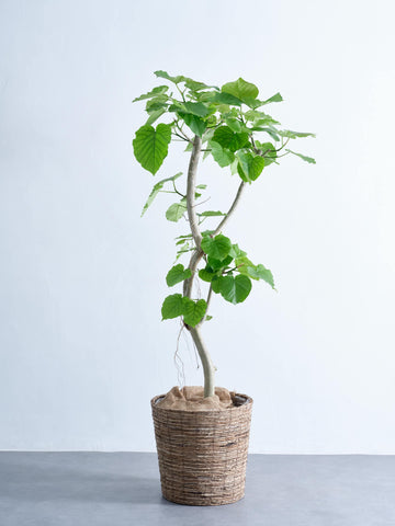 フィカス・ウンベラータ XL #2 (バナナリーフバスケット ブラウン)