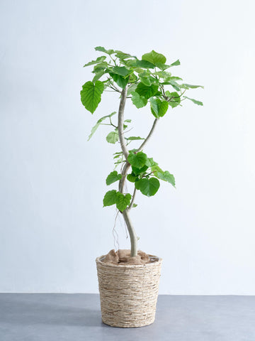 フィカス・ウンベラータ XL #2 (バナナリーフバスケット ナチュラル)