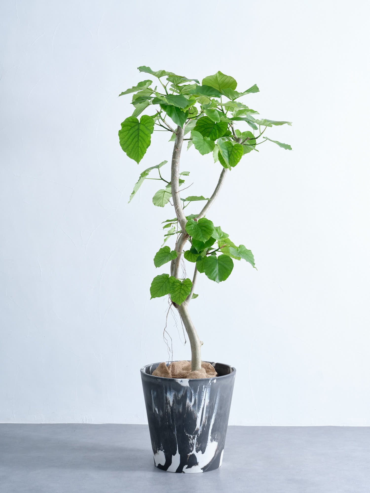 フィカス・ウンベラータ XL #2  (樹脂ポット ブラックマーブル)