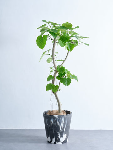 フィカス・ウンベラータ XL #2  (樹脂ポット ブラックマーブル)