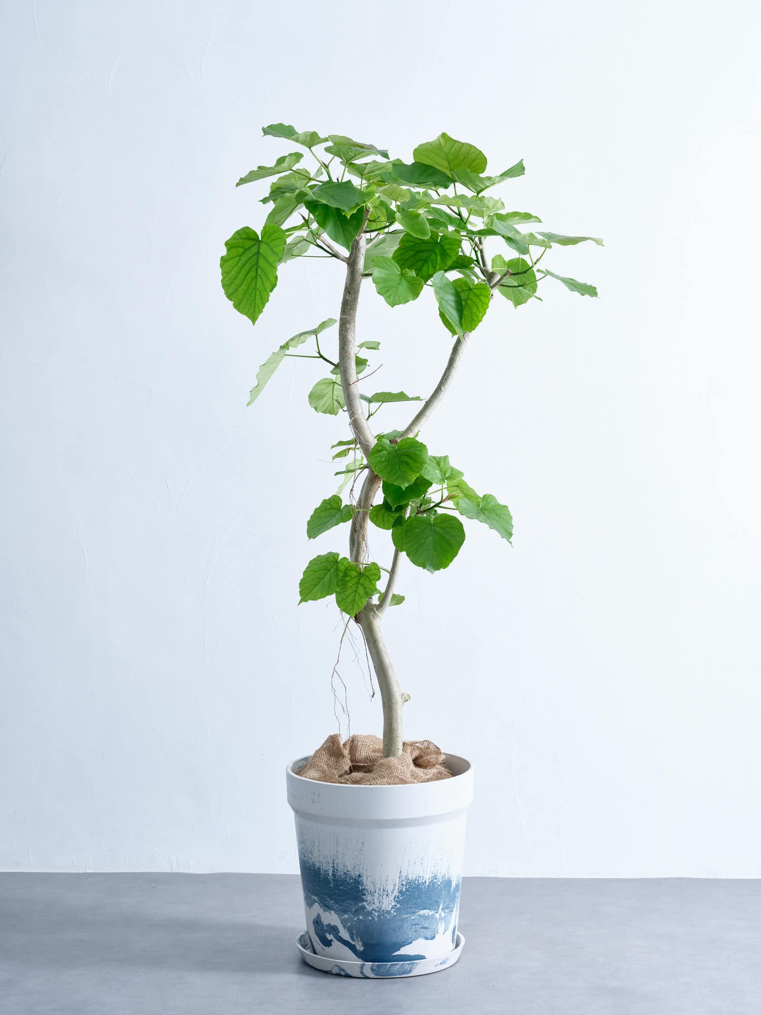 フィカス・ウンベラータ XL #2 (アーバンプランツポット マーブルミルク)