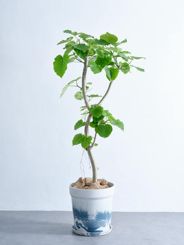 フィカス・ウンベラータ XL #2 (アーバンプランツポット マーブルミルク)