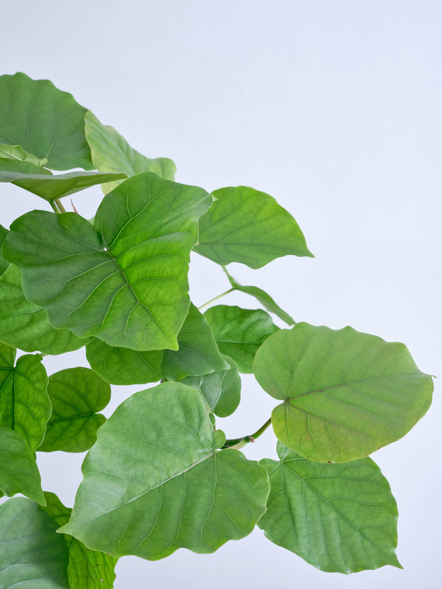 フィカス・ウンベラータ XL #2 | 観葉植物の通販 AND PLANTS (アンド フィカス・ウンベラータ XL #2 | 観葉植物の通販 AND PLANTS (アンド