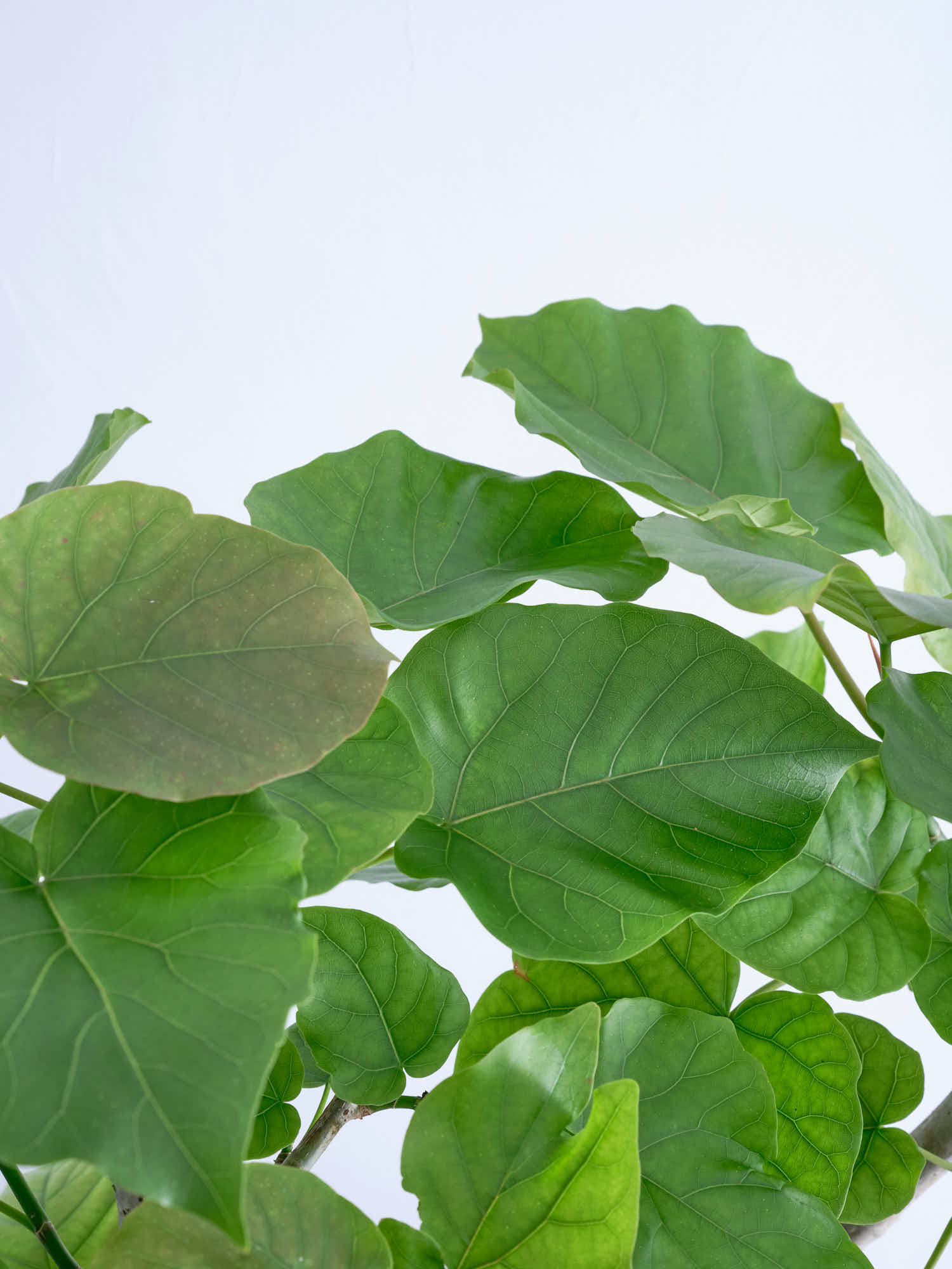 フィカス・ウンベラータ XL #2 | 観葉植物の通販 AND PLANTS (アンド