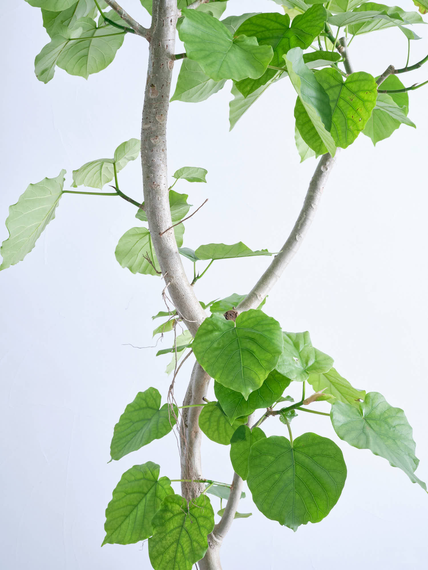 フィカス ウンベラータ　２株 フィカス ウンベラータ 2本植え