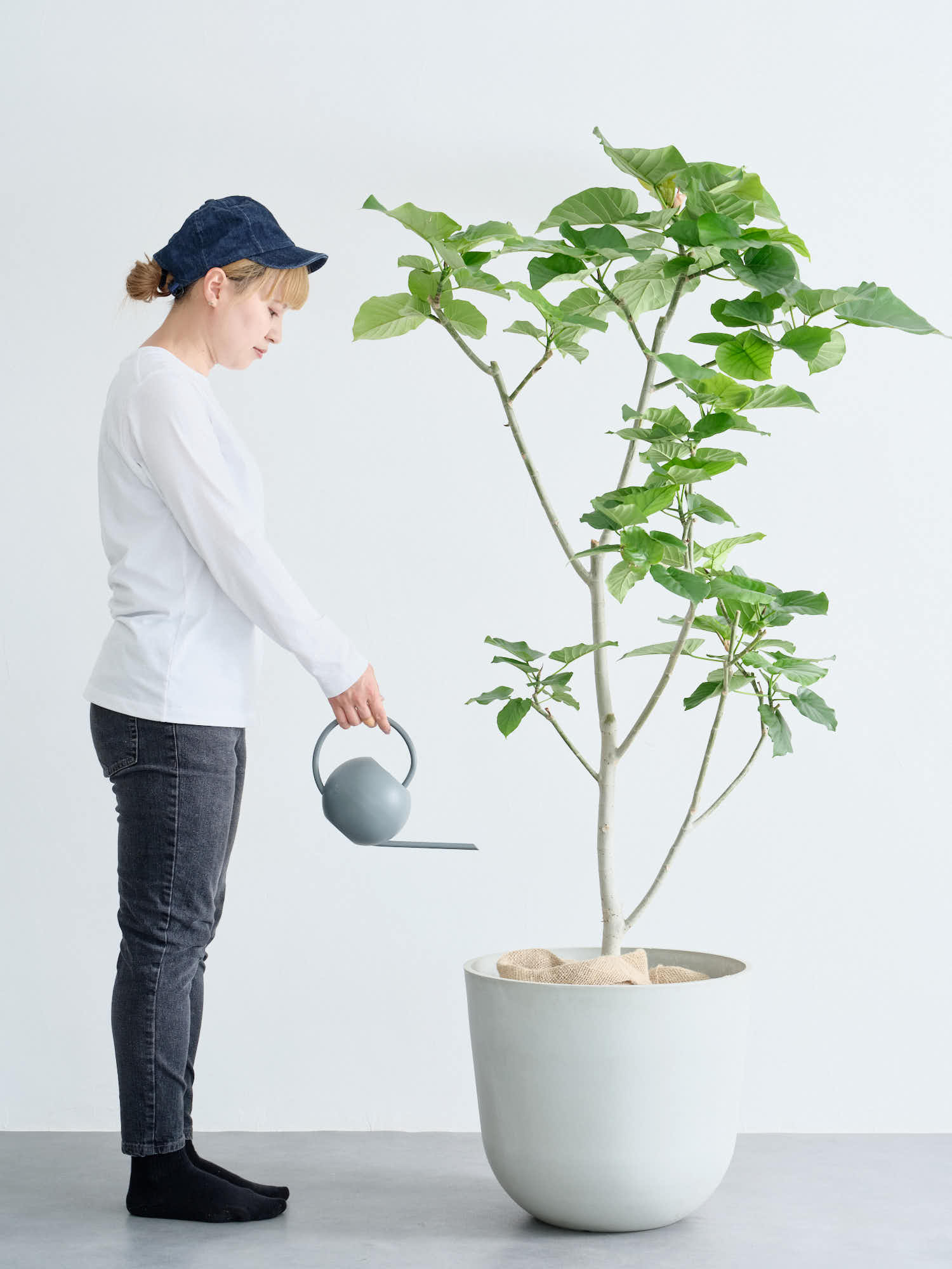 楽天市場】観葉植物 フィカス・ウンベラータ7号角高陶器鉢|高さ
