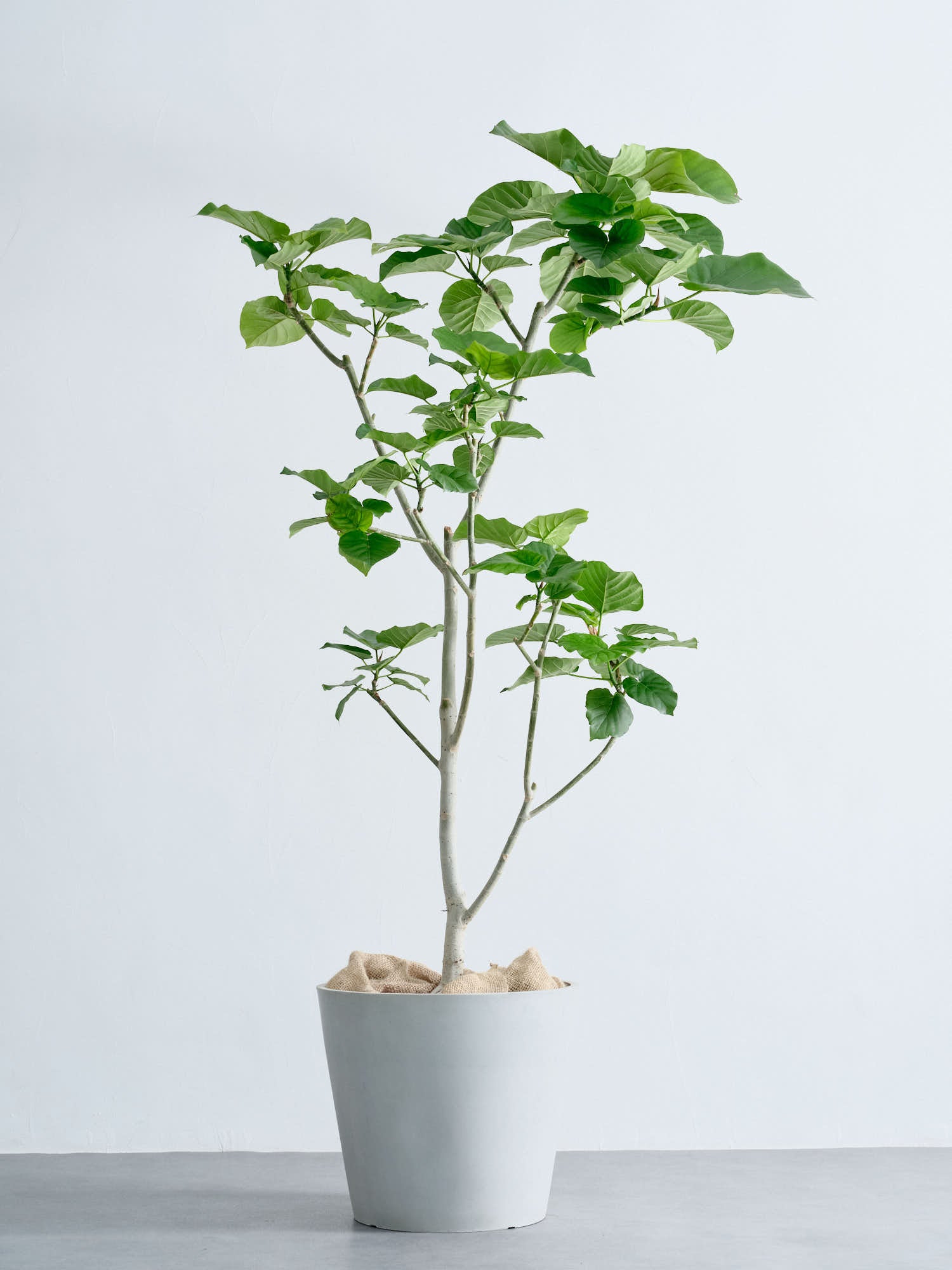 フィカス・ウンベラータ XL | 観葉植物の通販 AND PLANTS (アンドプランツ)